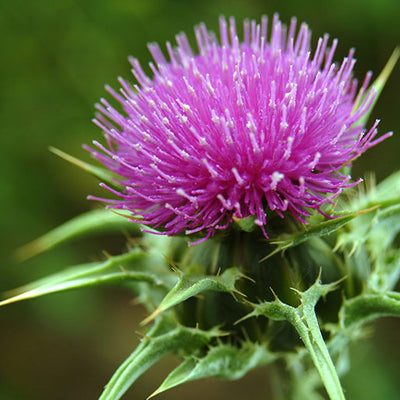 7 Ways to Improve Your Liver Health!